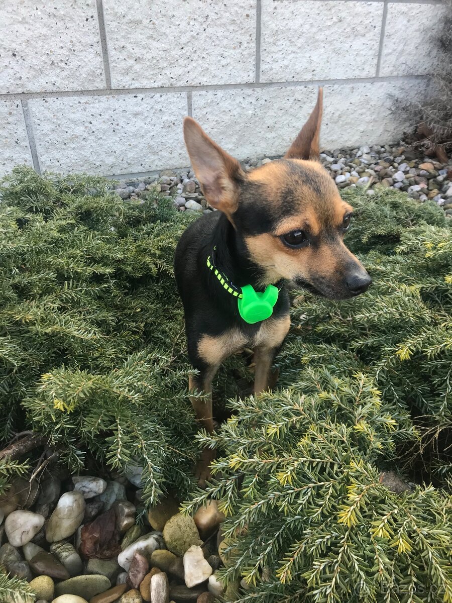 Pražský krysařík