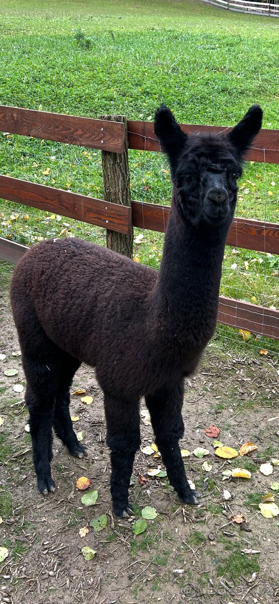 Lama Alpaka 2 samičky