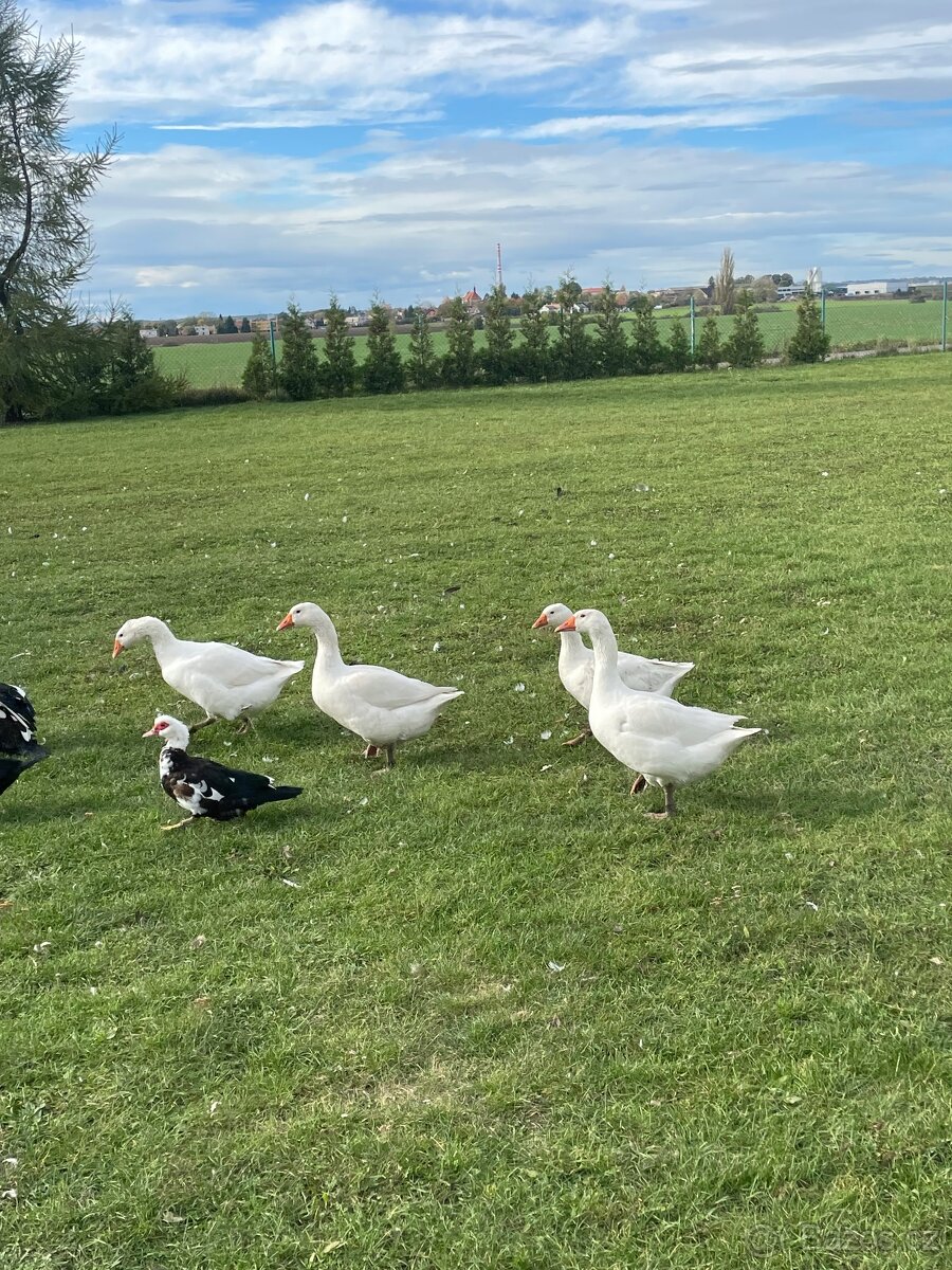 Prodám husy velké