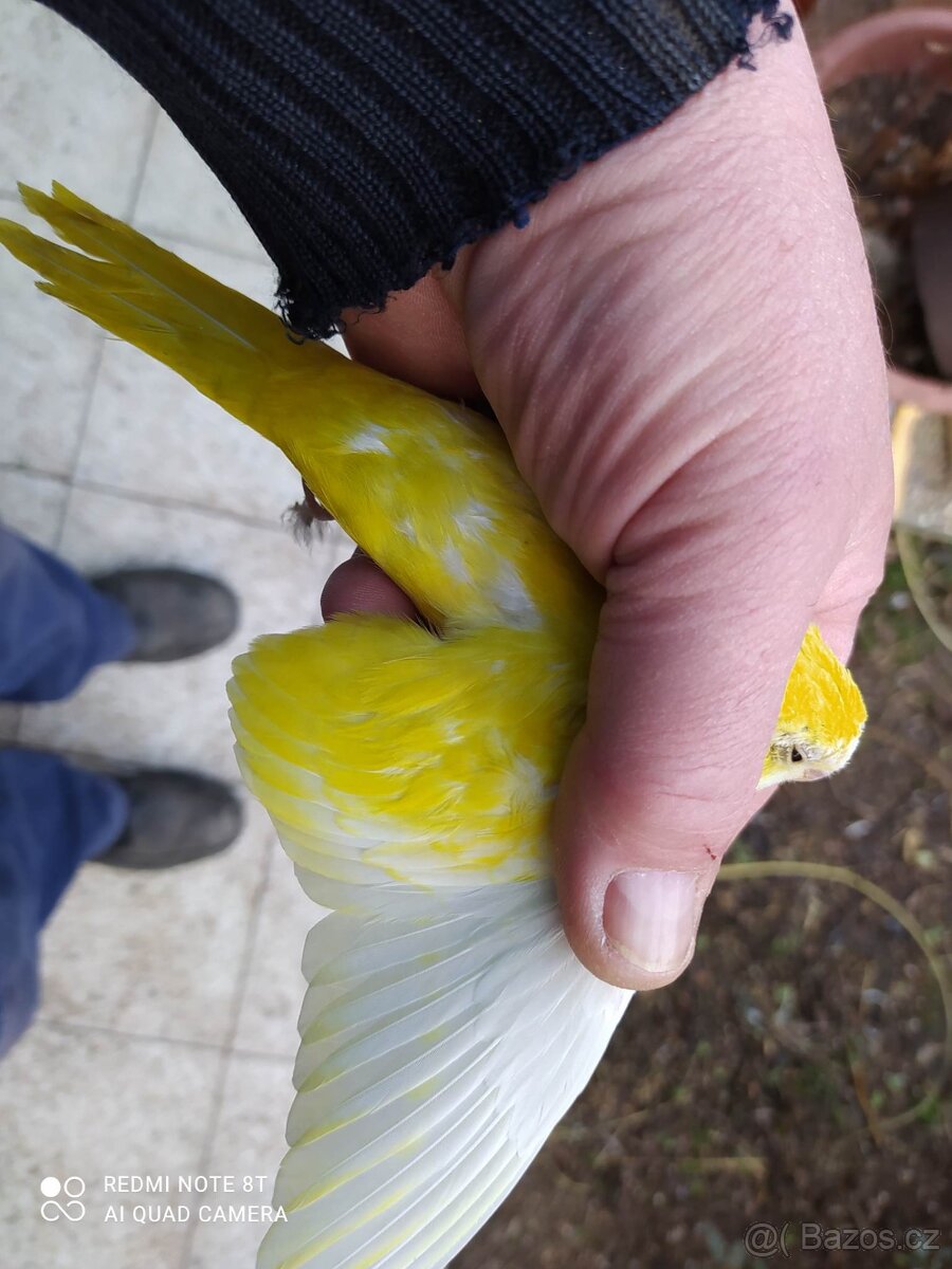 neofema modrohlavá, tyrkysová