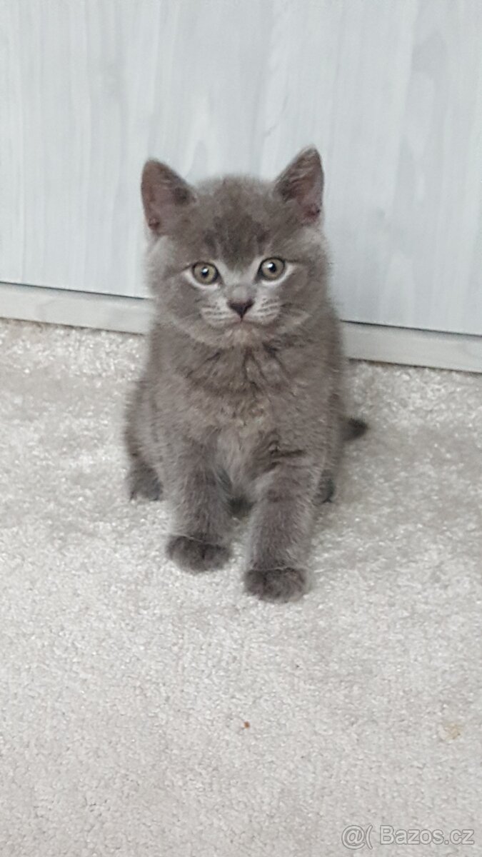 NABÍZÍM BRITSKÉ MODRÉ KOCOURKY NA PROSINEC