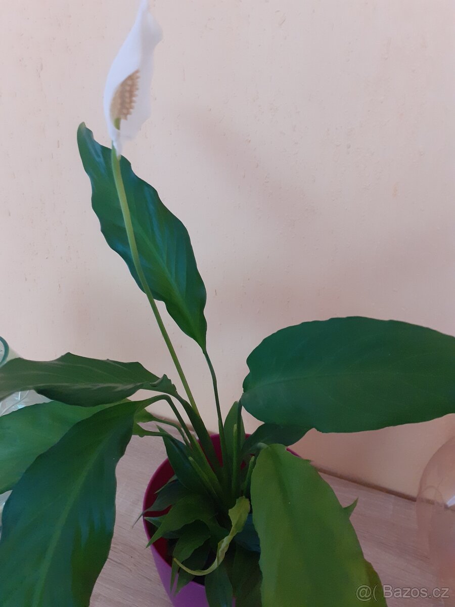 pokojové rostliny