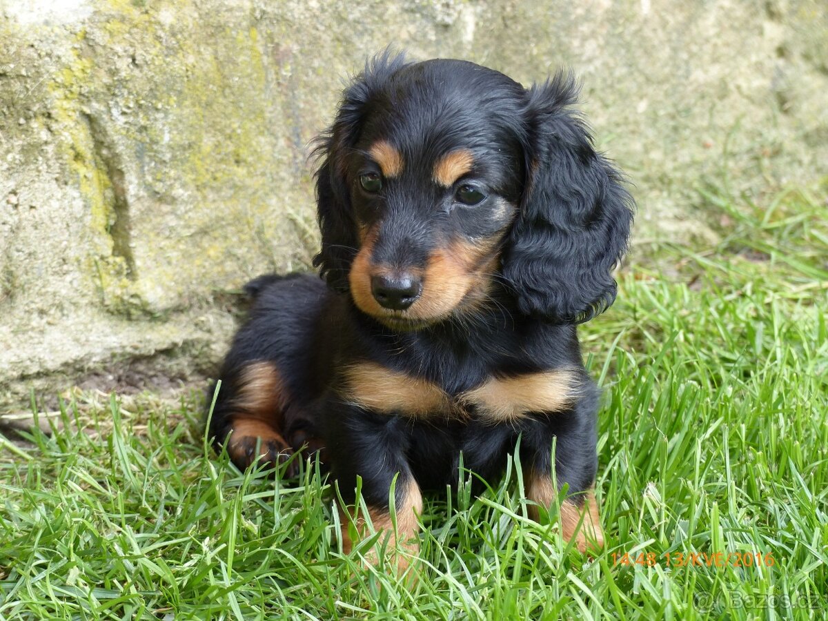 Jezevčík dlouhosrstý trpasličí