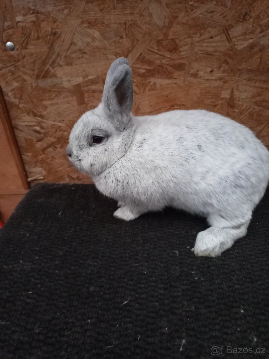 Stříbřitý světlý