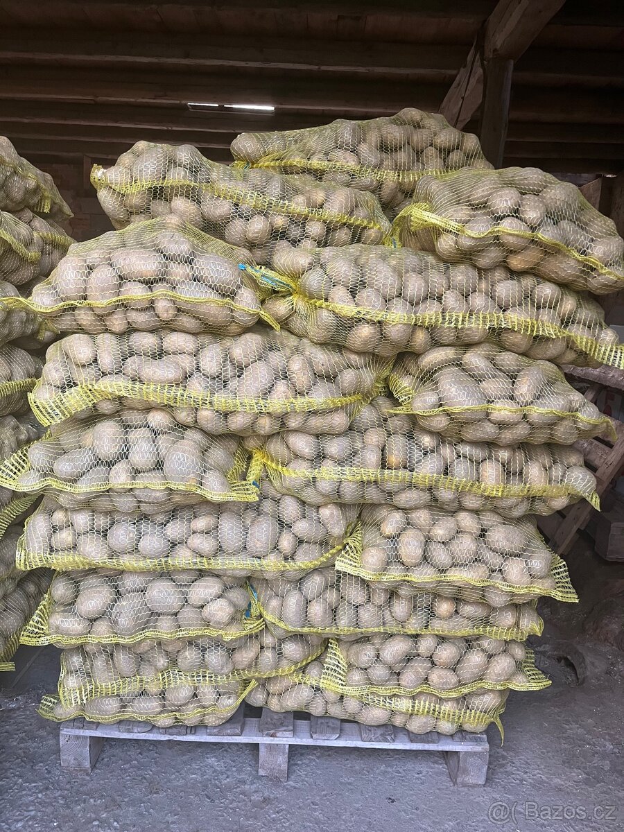 Brambory na uskladnění