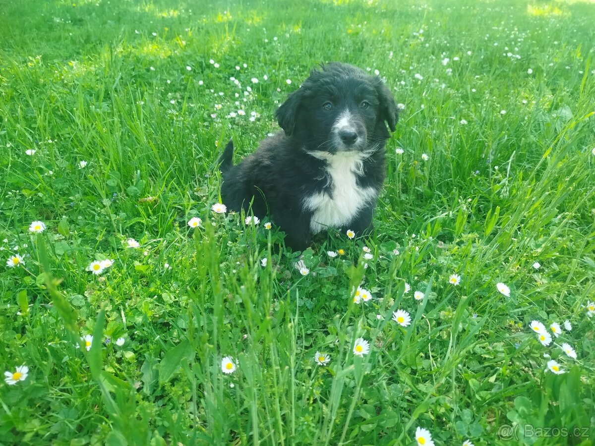 Border kolie