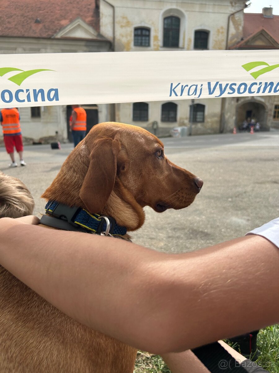 Kříženec maďarského ohaře
