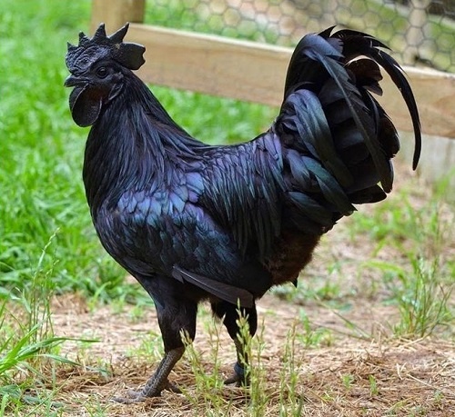 Ga H´mong a Ayam Cemani černá slepice