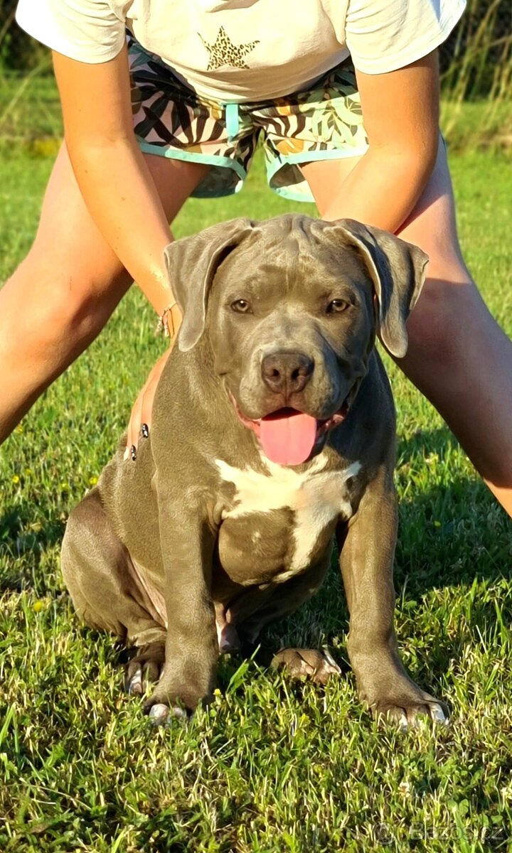 Top pes American bully XL s PP