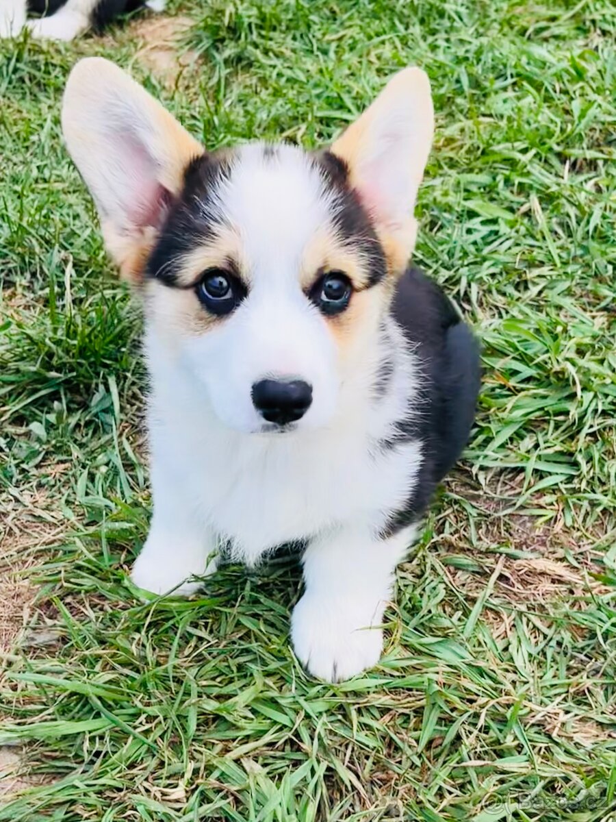 Welsh corgi pembroke s PP (FCI)