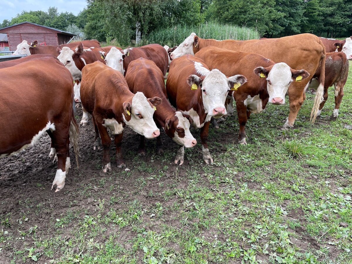 Jalovice Hereford s POP