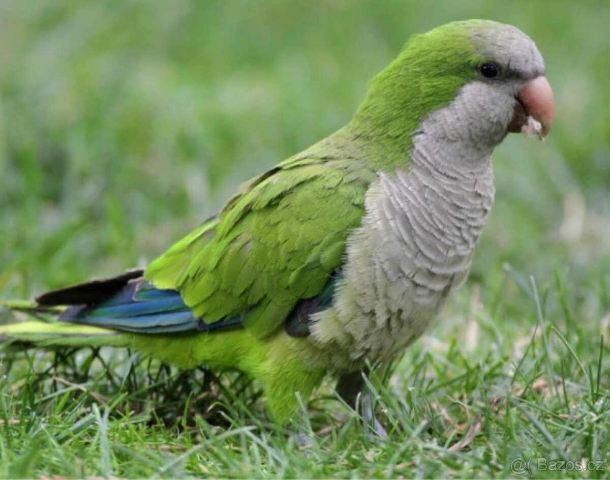 Mníšek Šedý (Myiopsitta monachus)