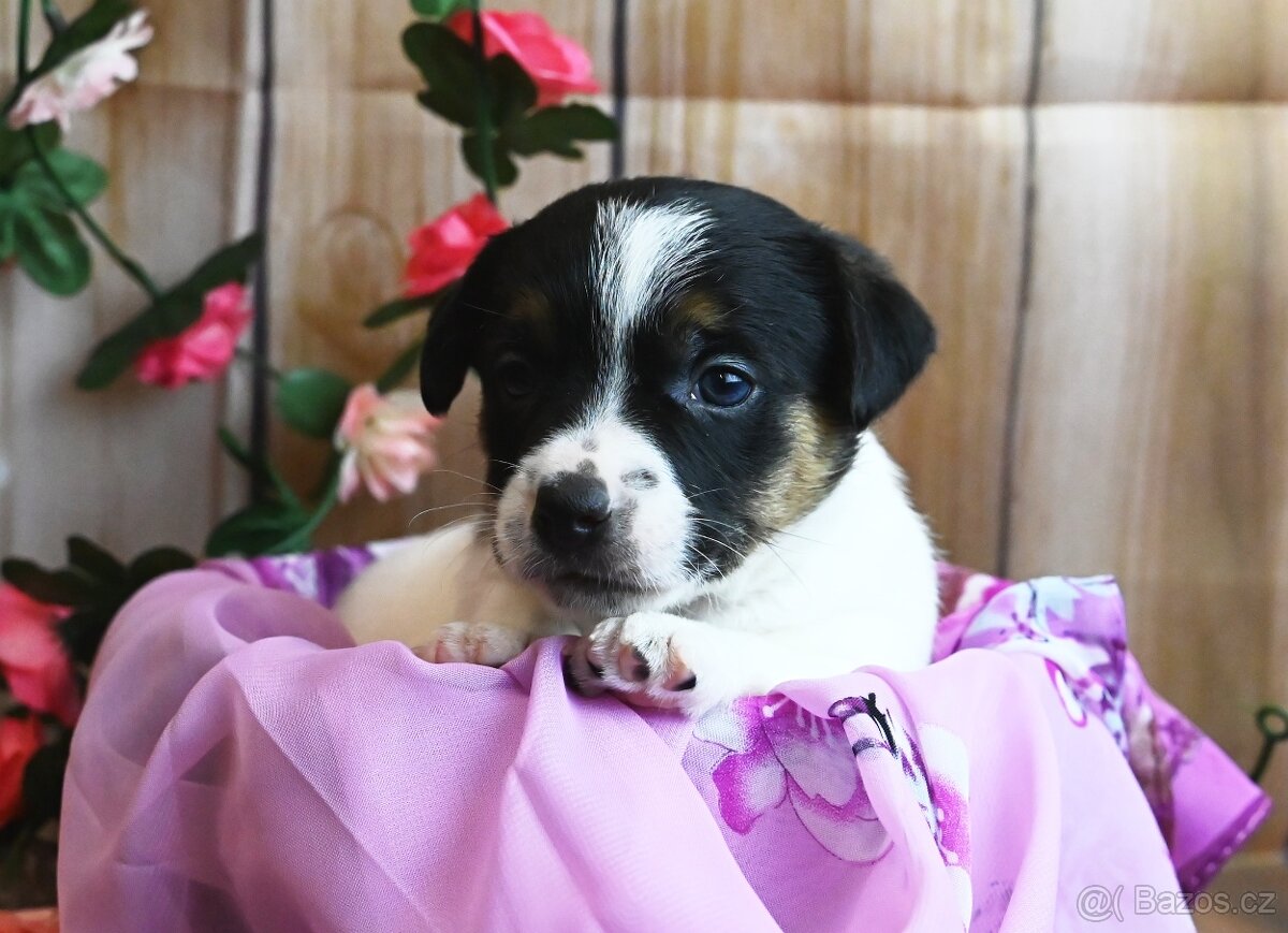 Jack Russell terier s PP