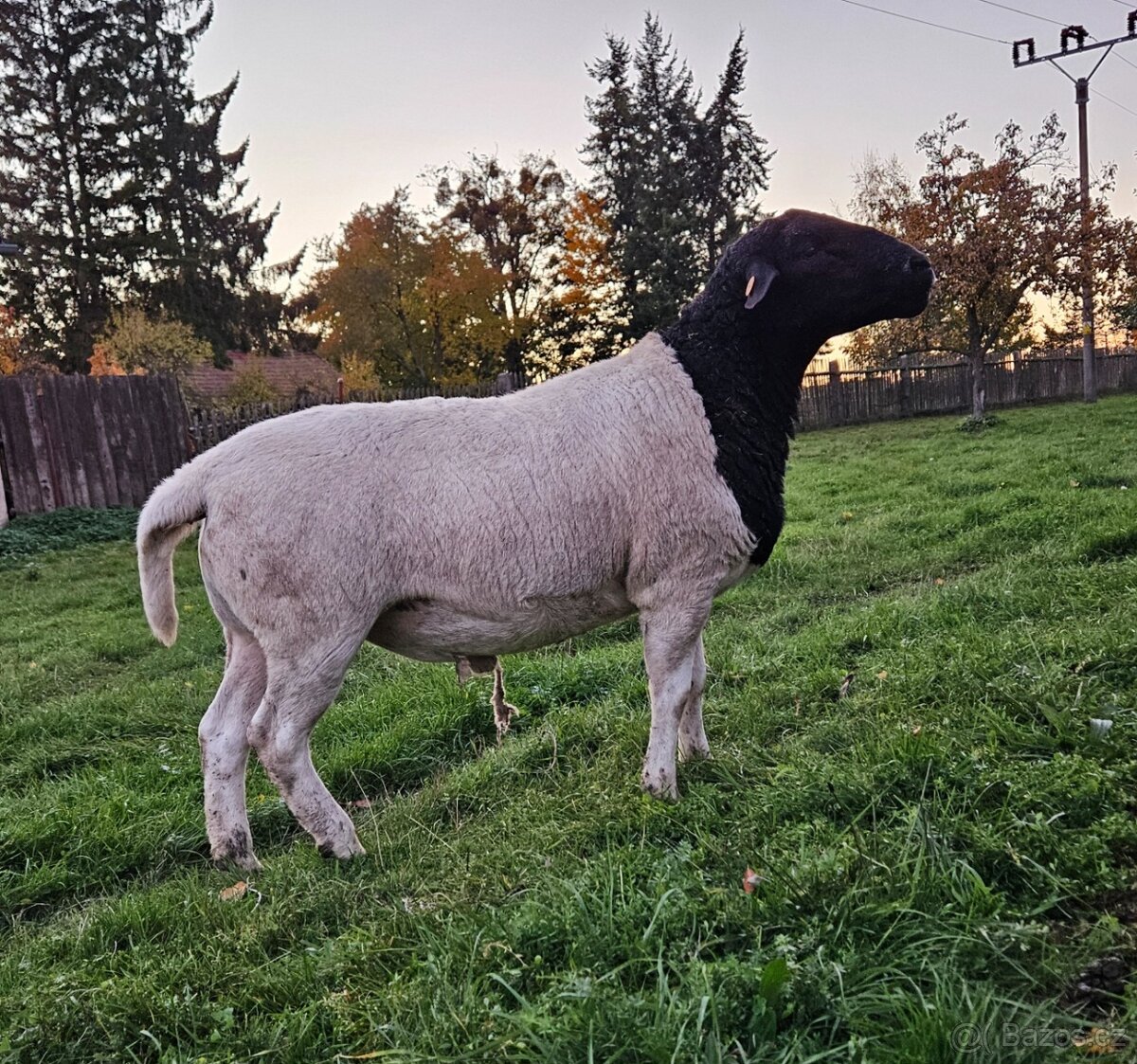 Plemenný beran dorper