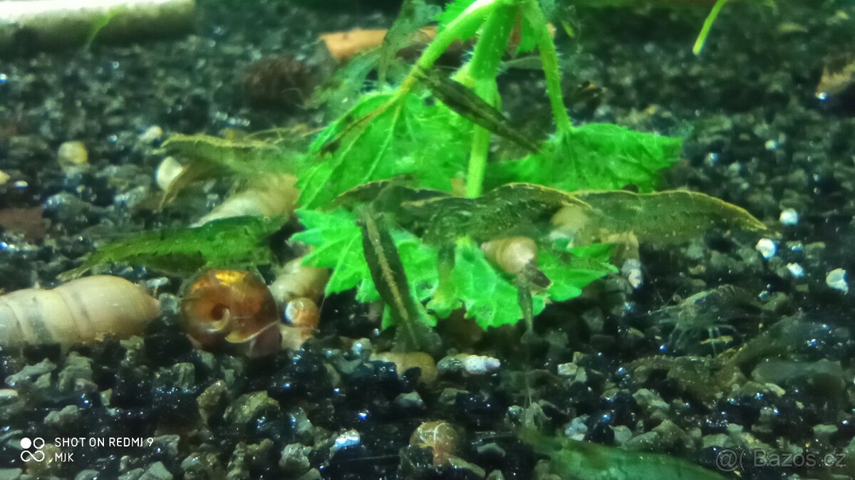 (NEDOSTUPNÉ) krevetky Neocaridina Palmata Green