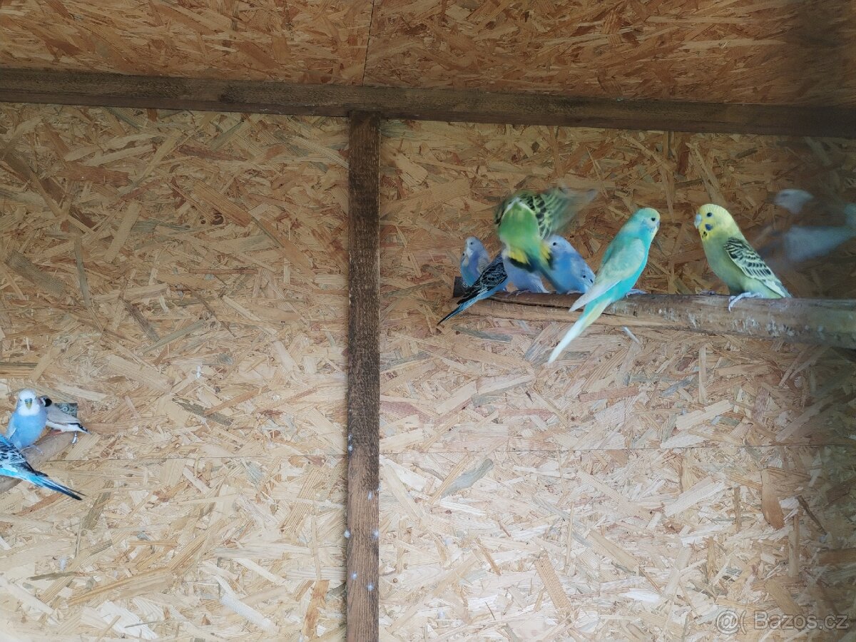 Korely, andulky, zebřičky