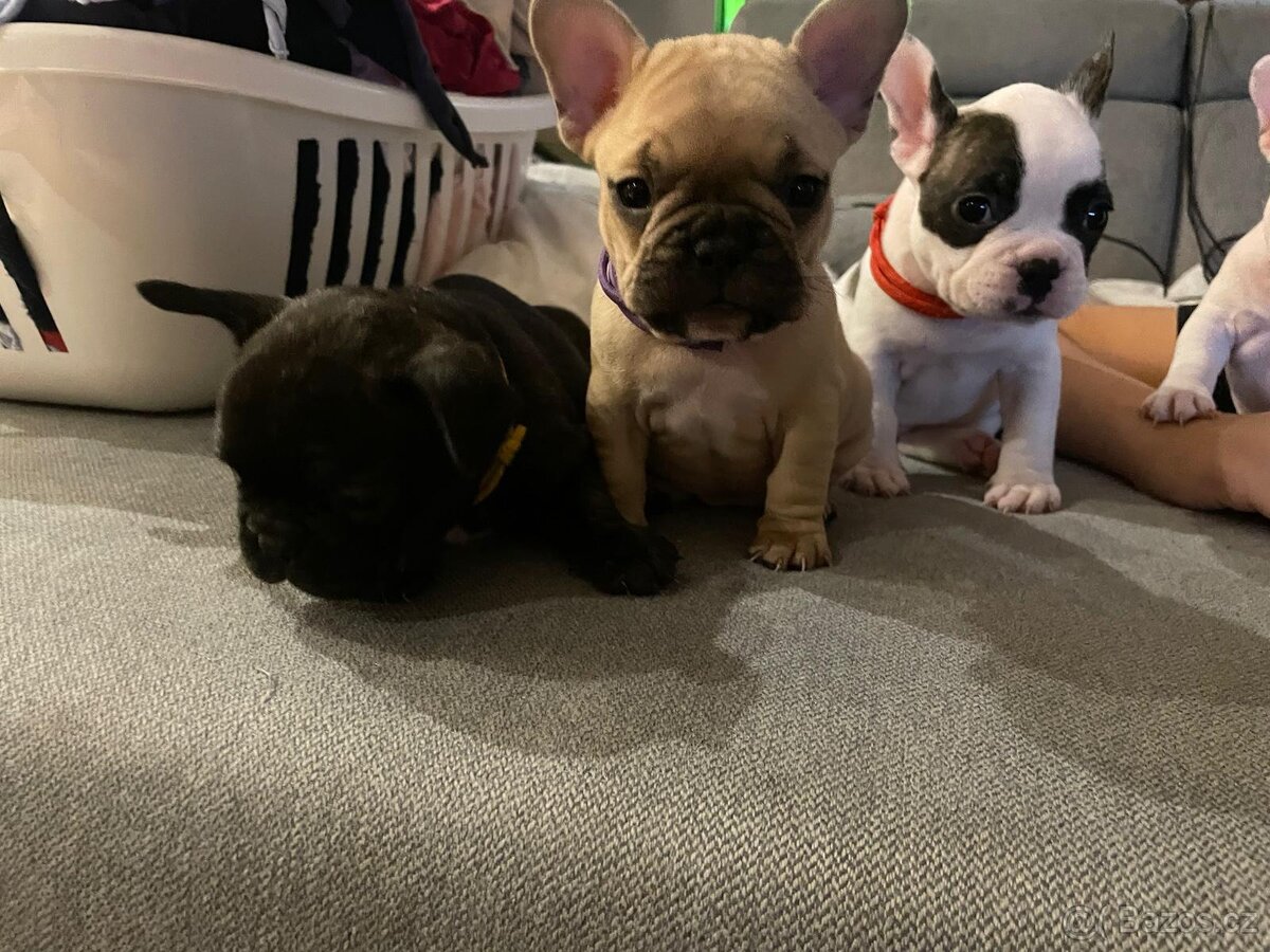 Štěňata francouzský buldoček