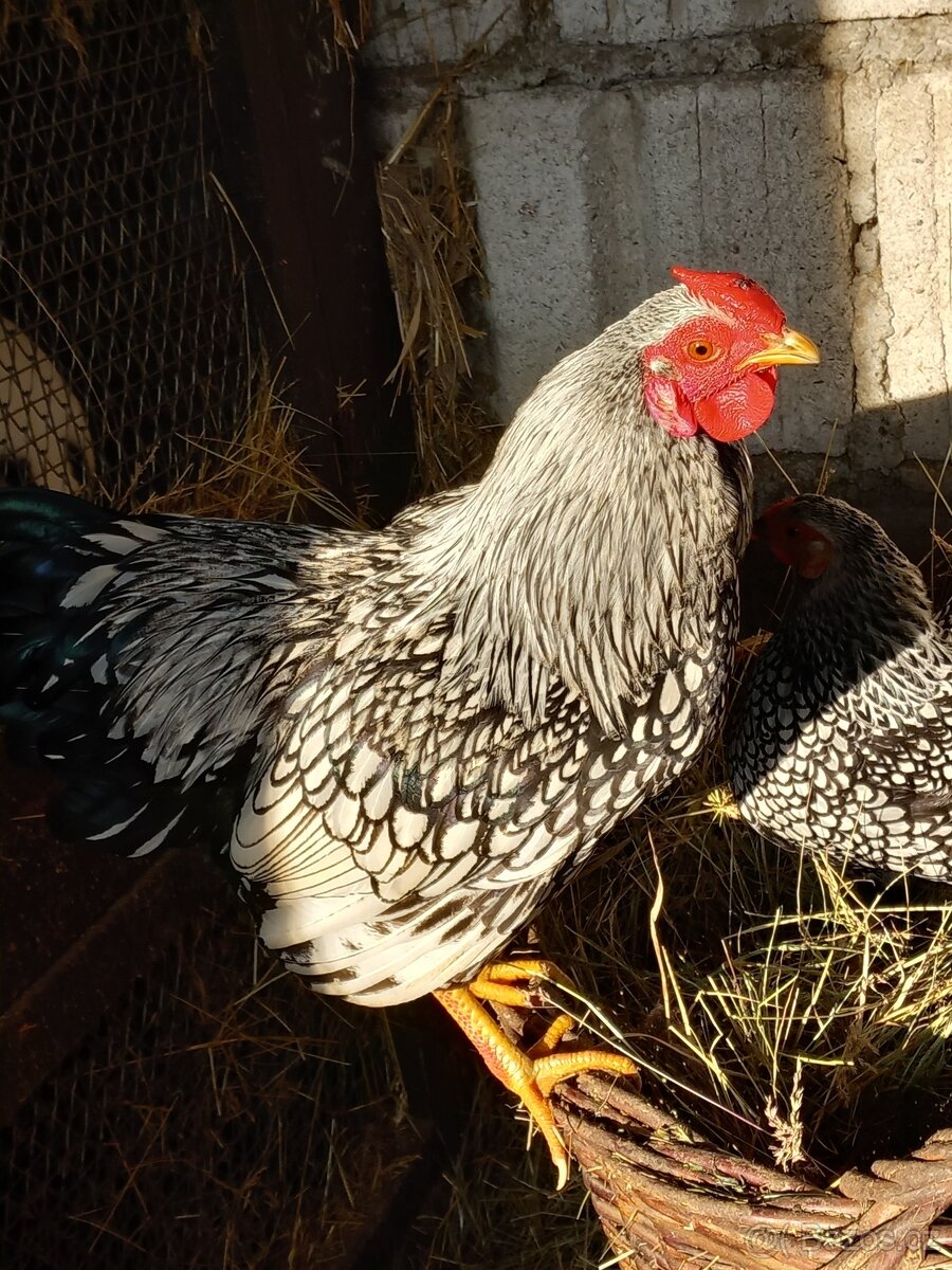 Zdrobnělá wyandotka