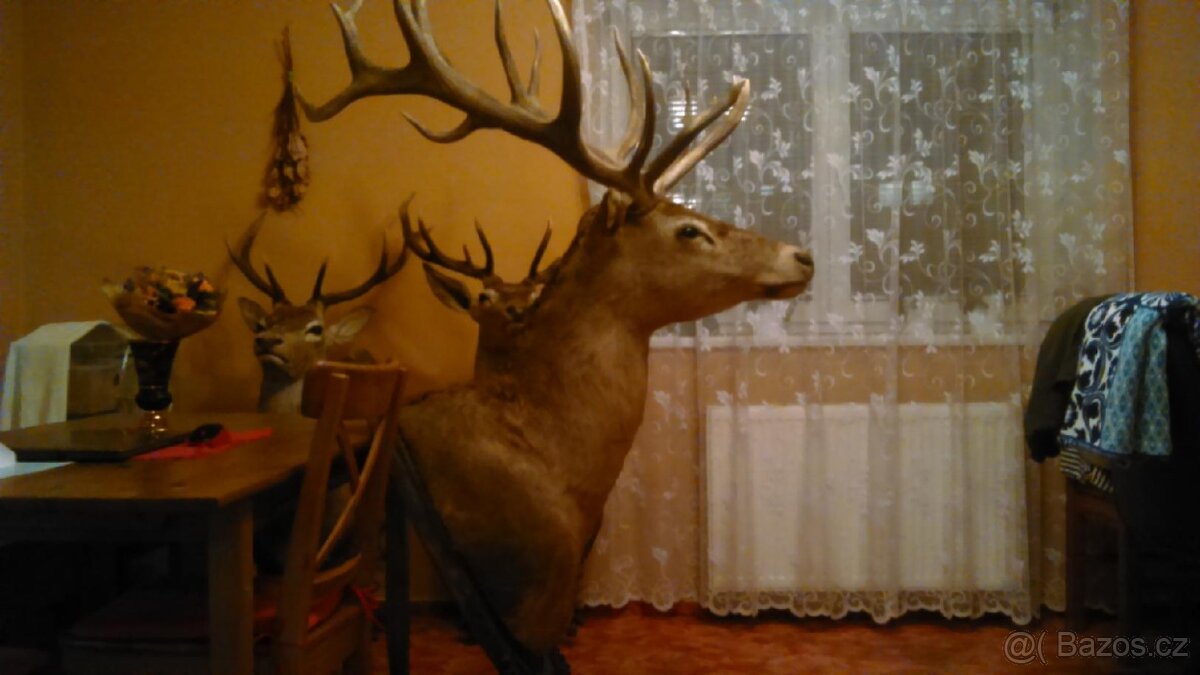 Trofej jelena.Paroží