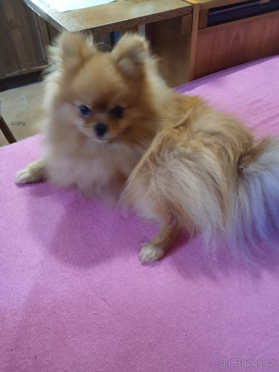 Prodám štěňata pomeranianu