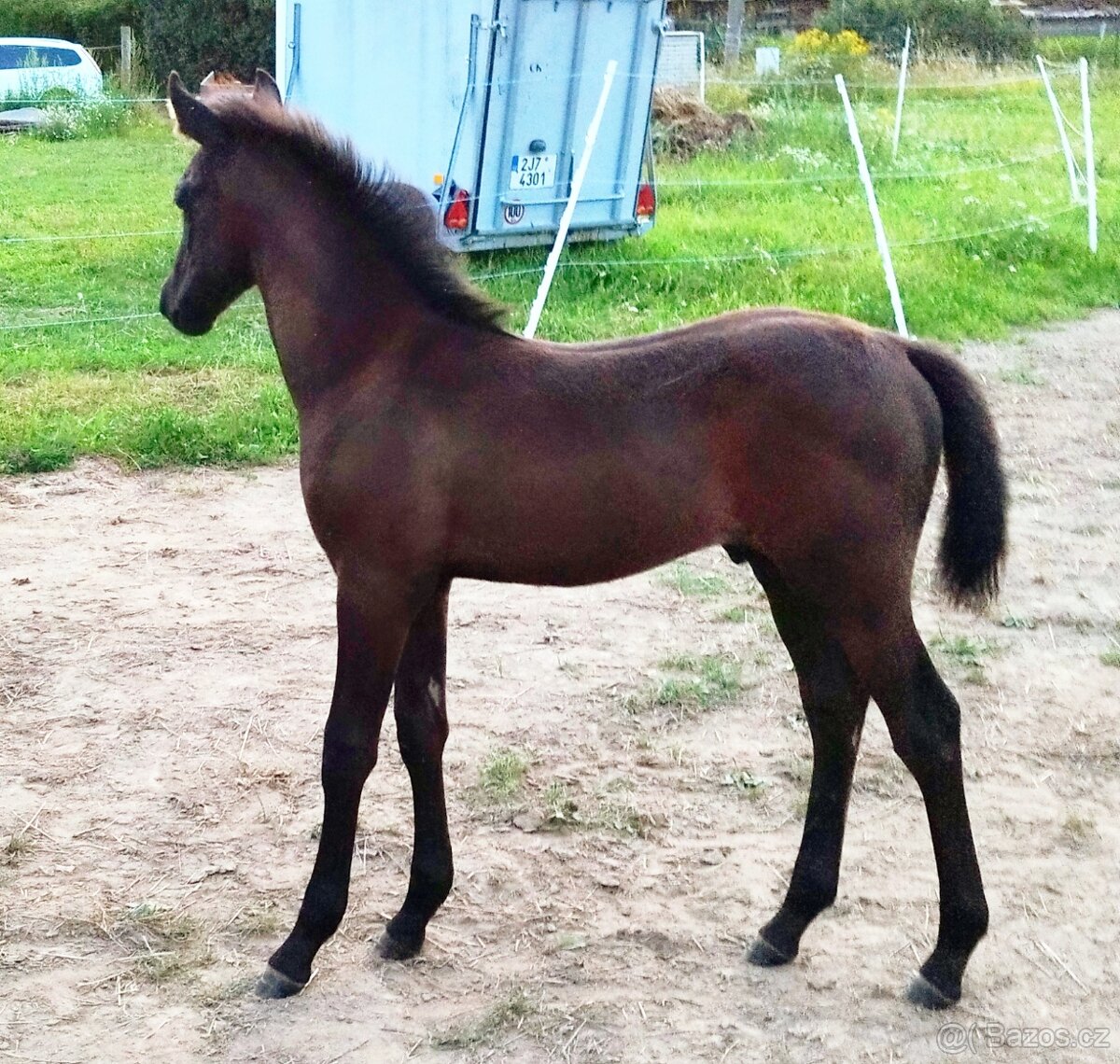 Lusitano x Welsh B