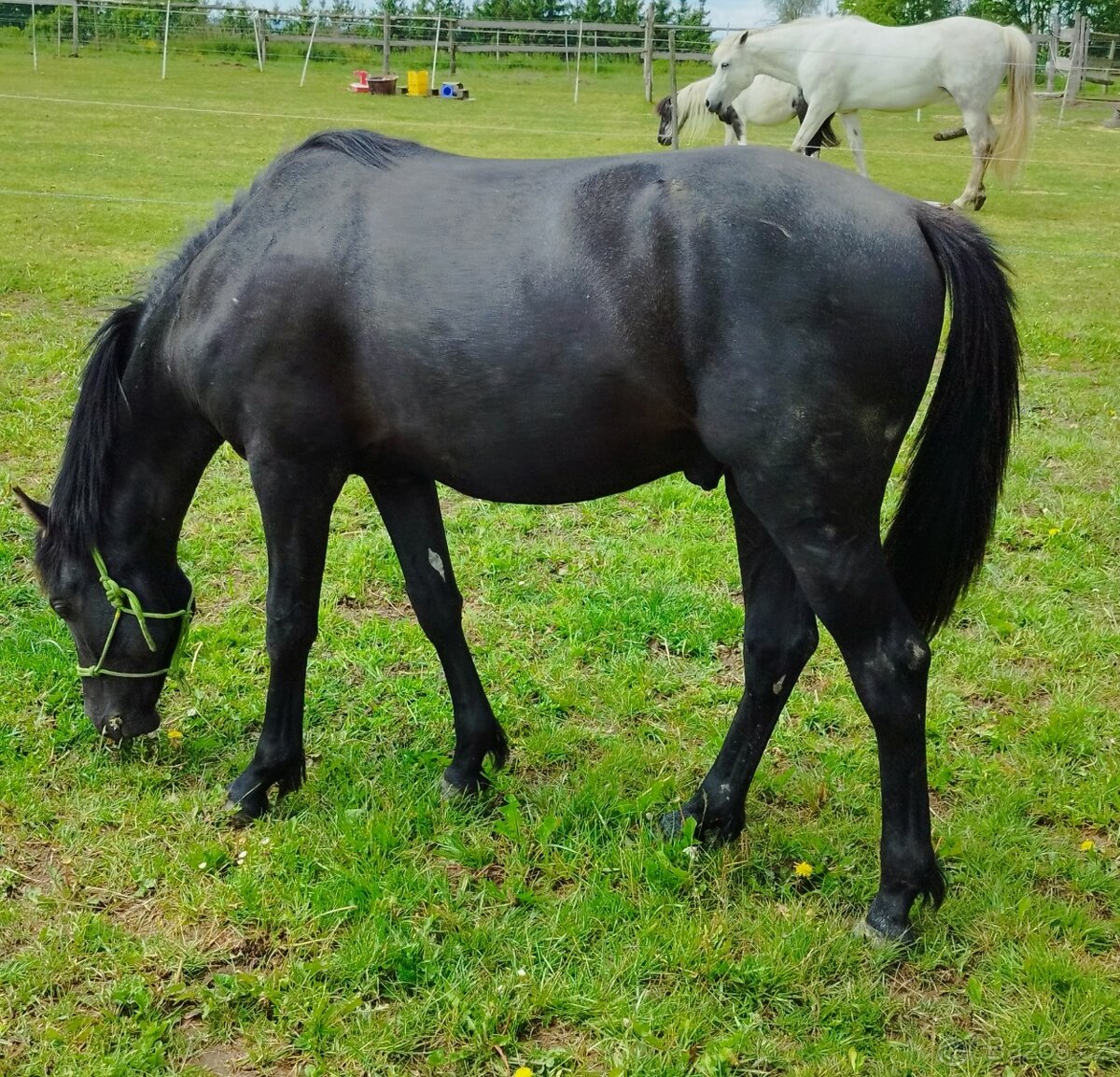 Lusitano x Welsh pony B