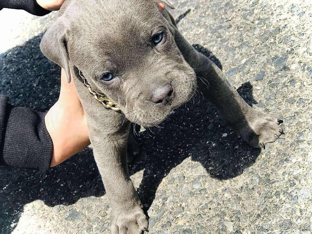 American bully. Staford. Pitbull.Americký stafordšírský teri