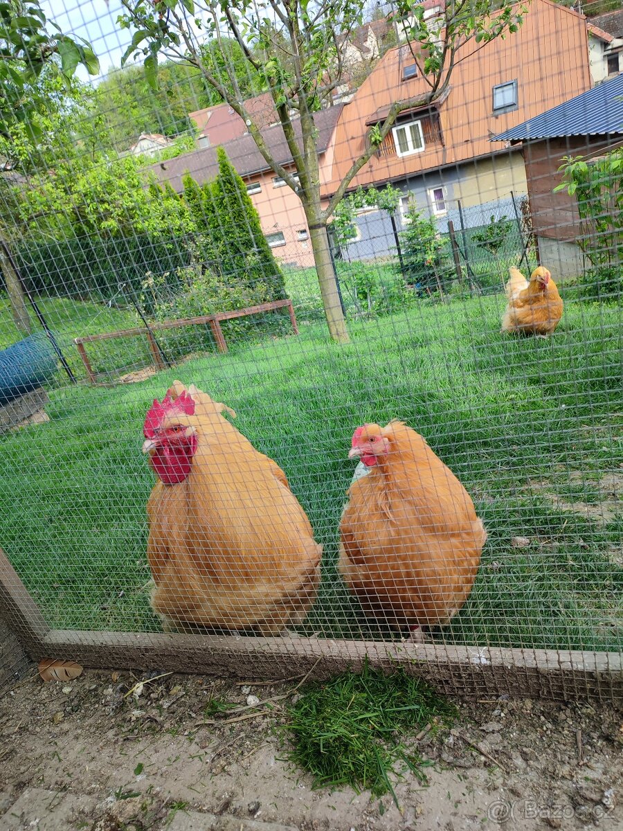 Násadová vejce Orpington