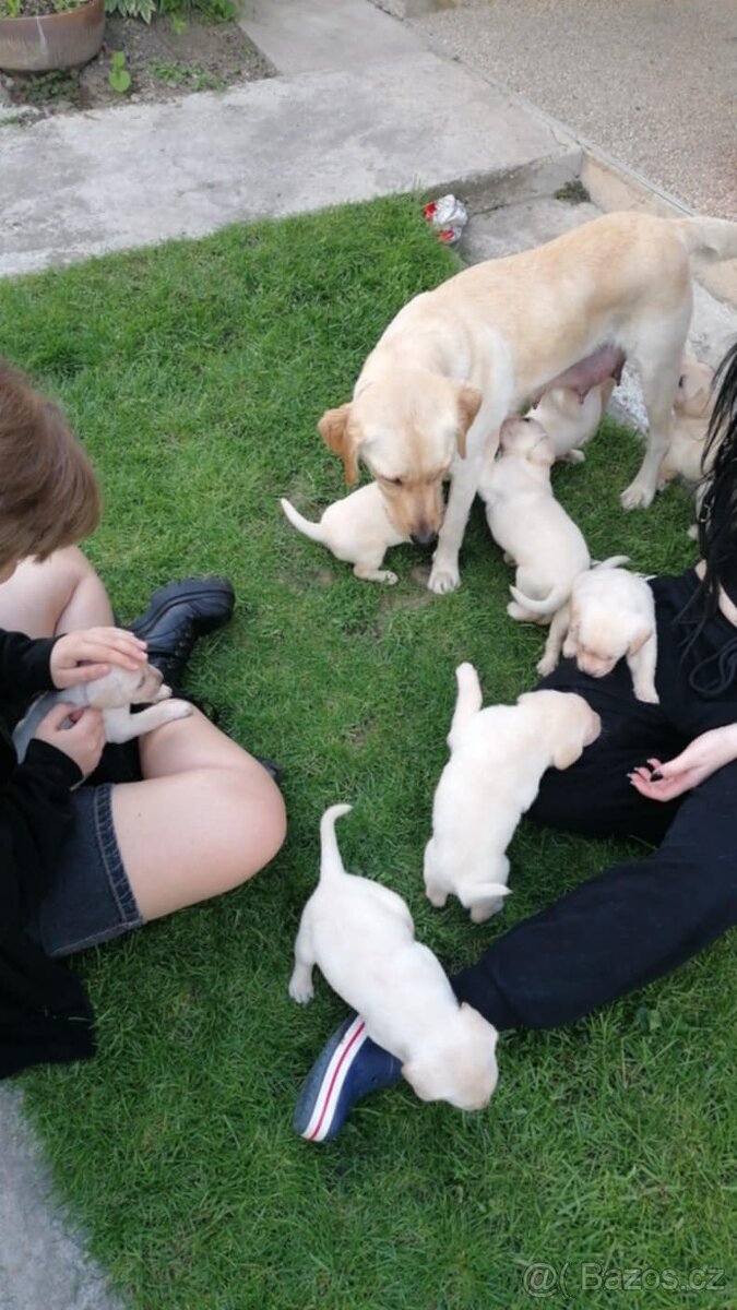 Labrador