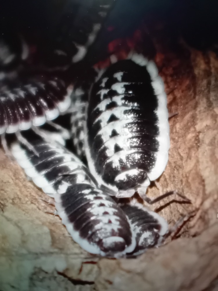 Prodám vzácnější Isopody