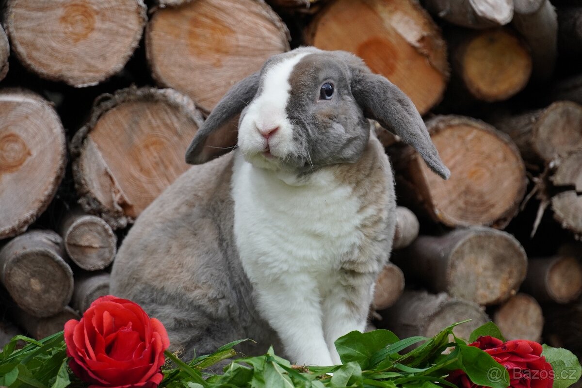 Krasna miminka rex beranků ( plyšová srst)