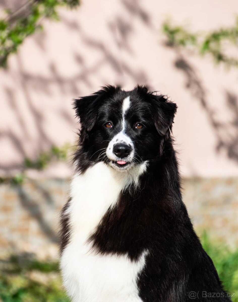 Australský ovčák dospělá samice