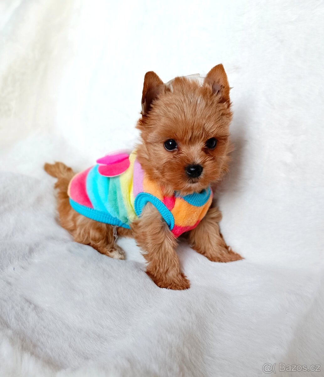 Jorkšírský teriér ve vzácné barvě zlaté s PP