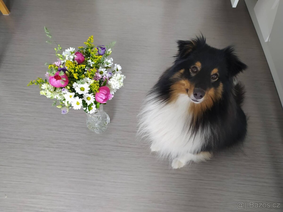 Sheltie Pes s PP - nabídka krytí