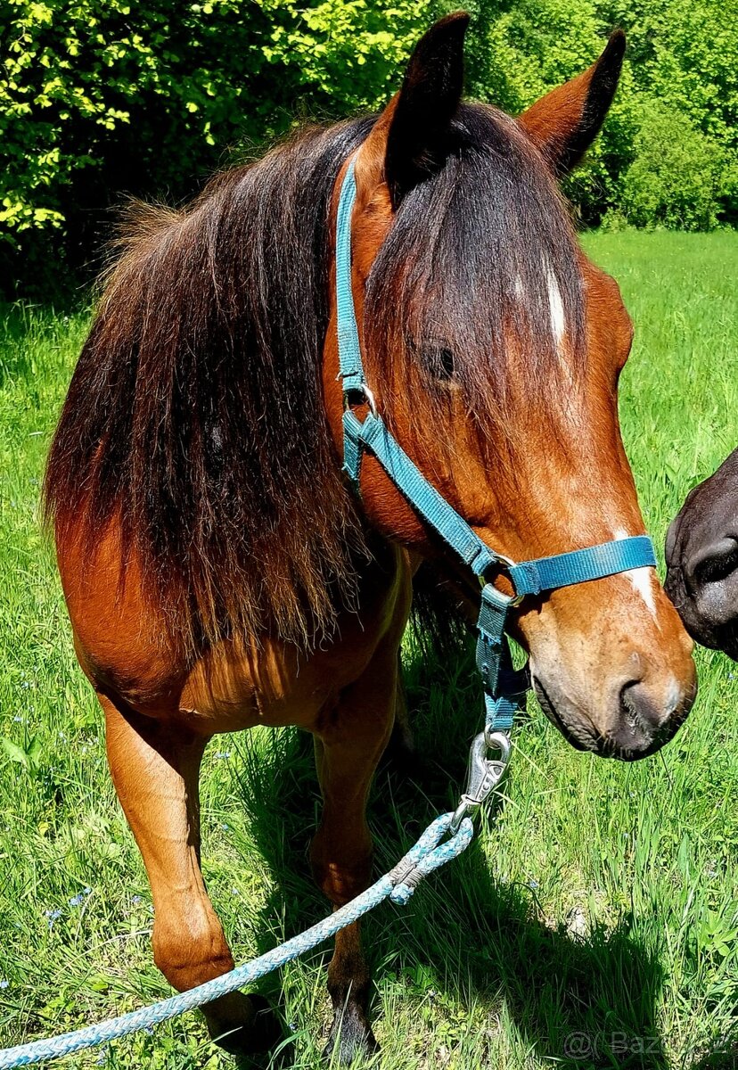 AQH valach