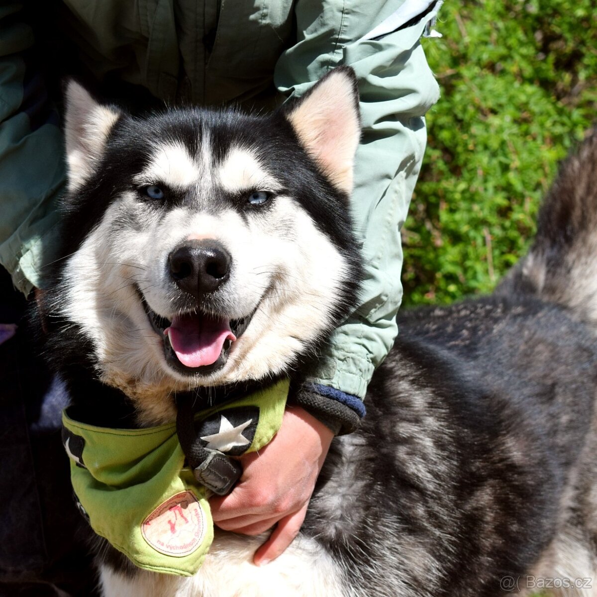 PUMA K ADOPCI - přátelský hasky