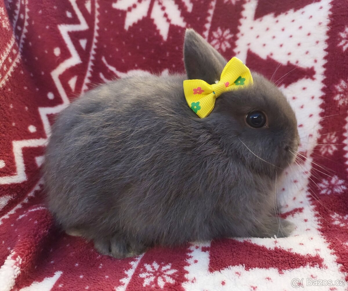 Zakrslý králík modrý - miminko