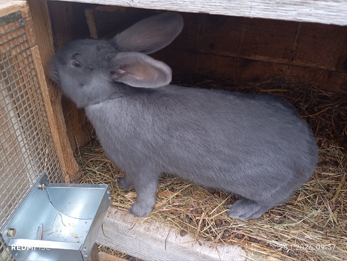 Burgundský modrý. Samice