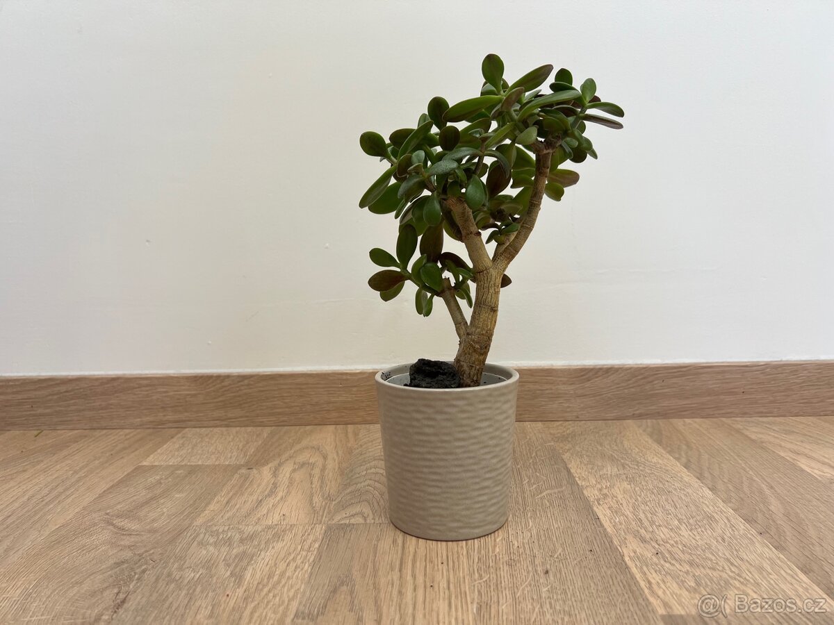 Rostlina Tlustice Crassula Ovata 32 cm