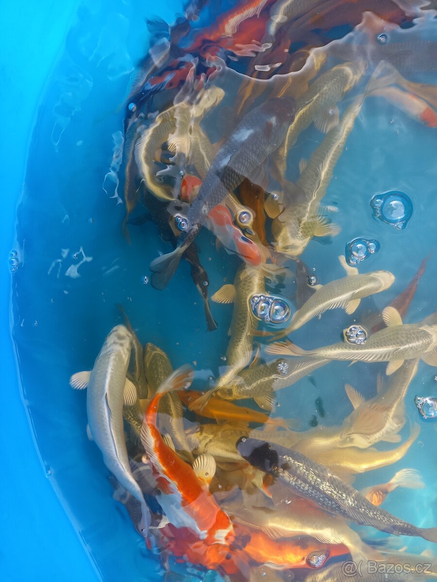KOI KAPR.