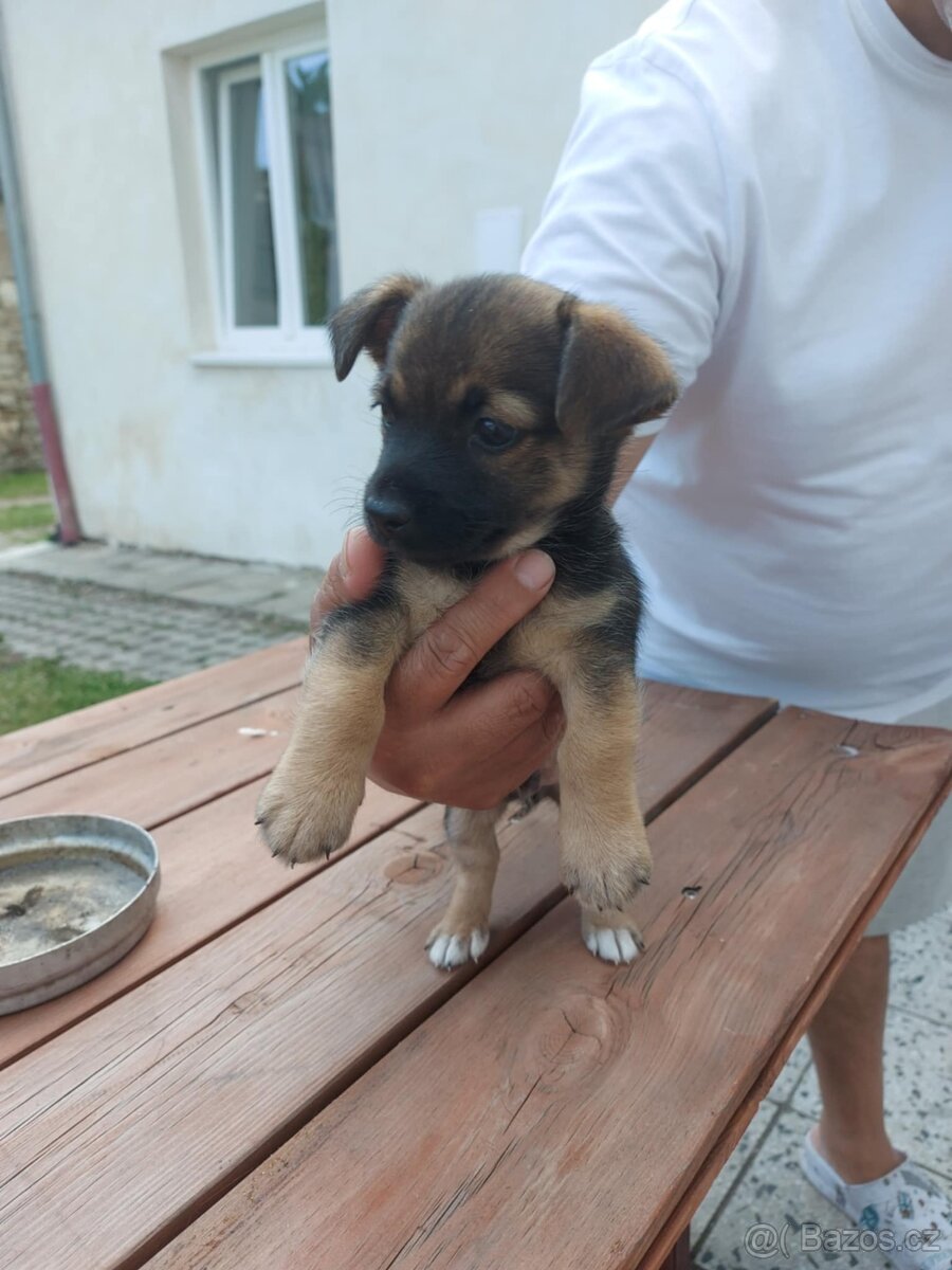 Křížená čivava