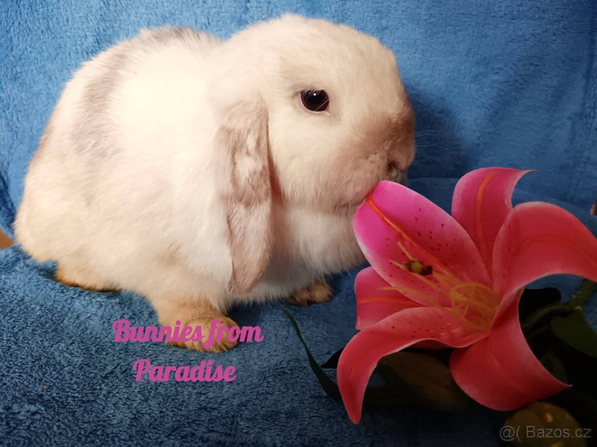 HAVANEČKA HLEDÁ SVŮJ NOVÝ DOMOV ❤️❤️❤️