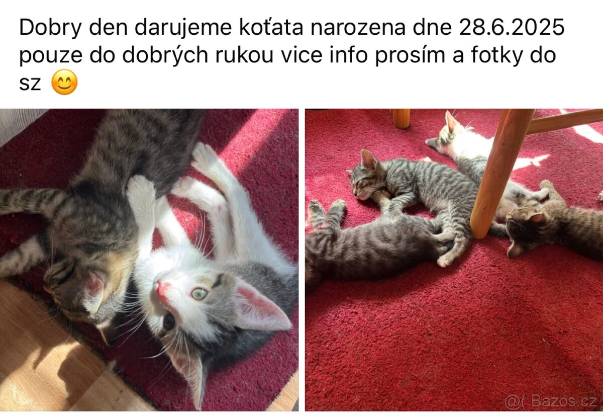 Koťata