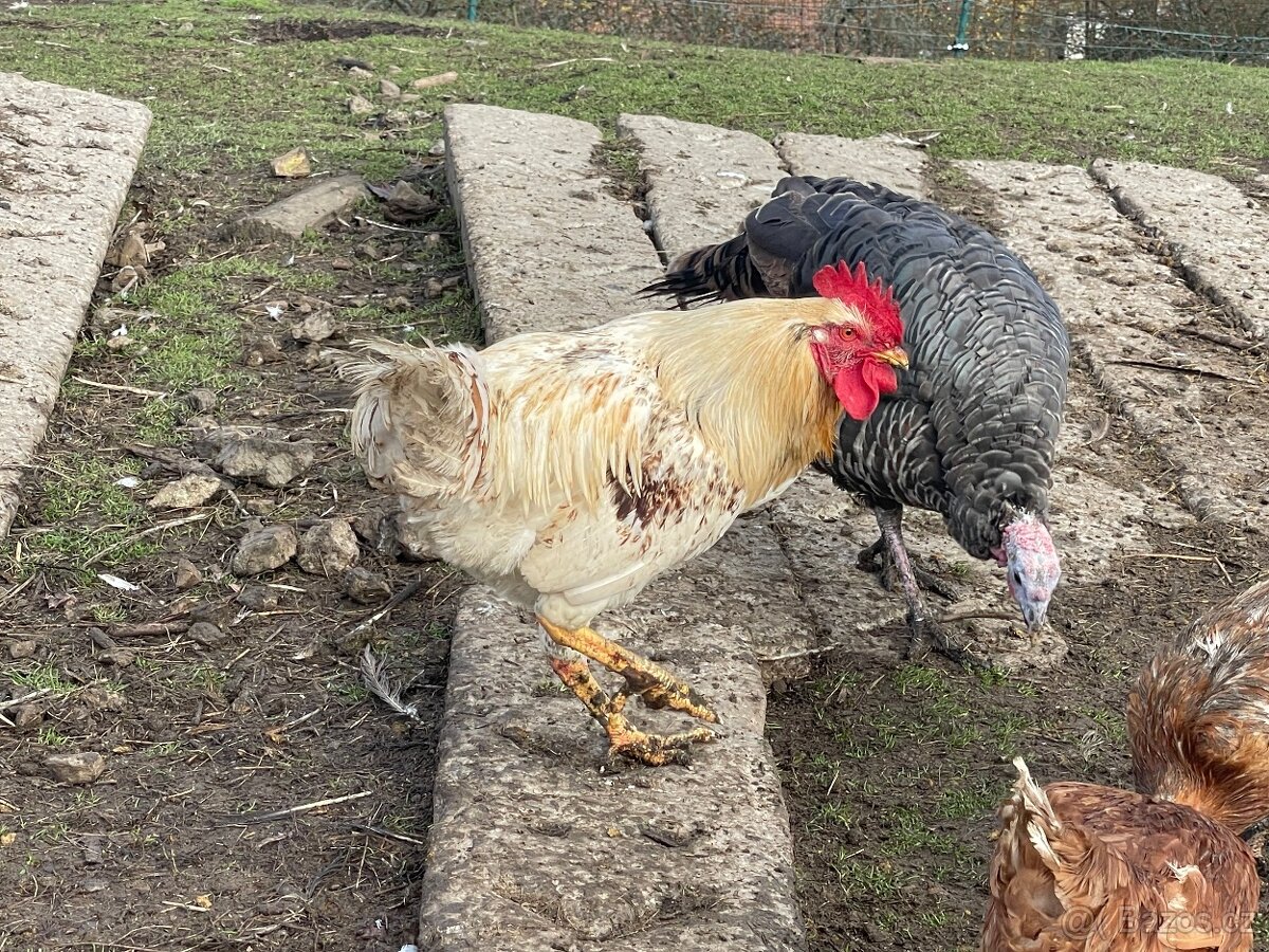 Kohout, kohouti Dvořákovy mix 10ks vysezeni slepicemi