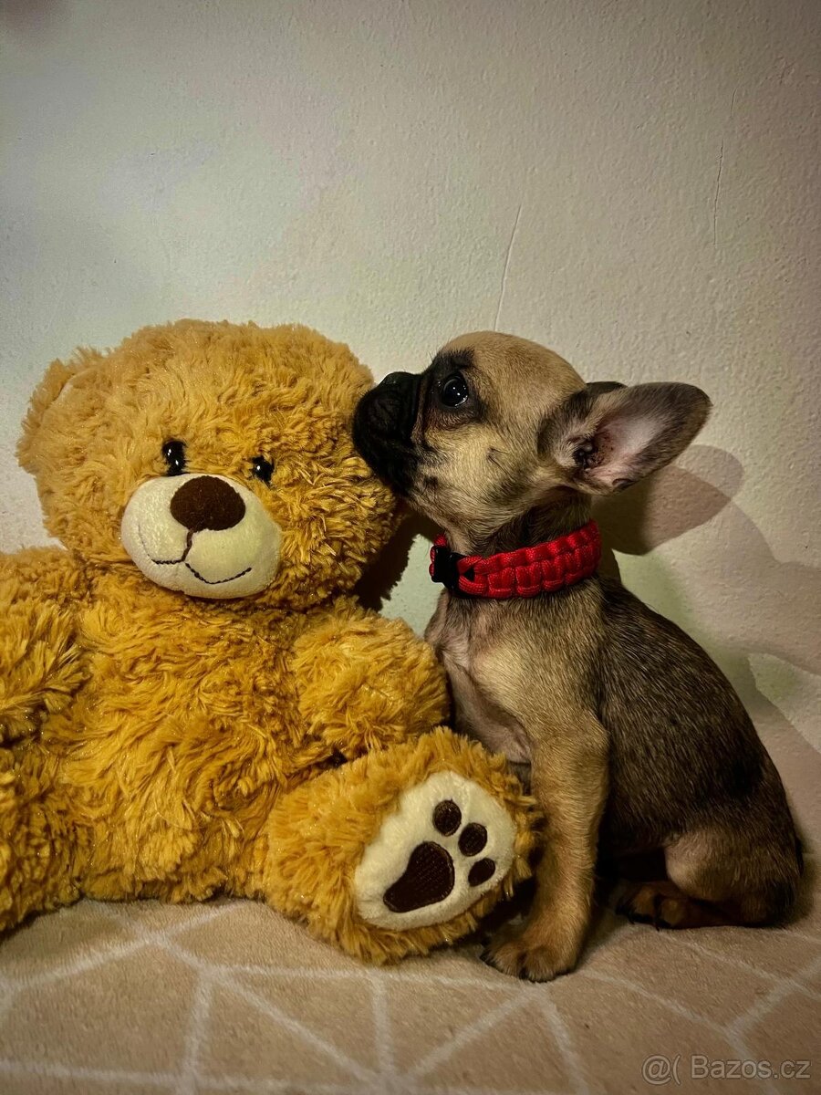 Francouzský buldoček