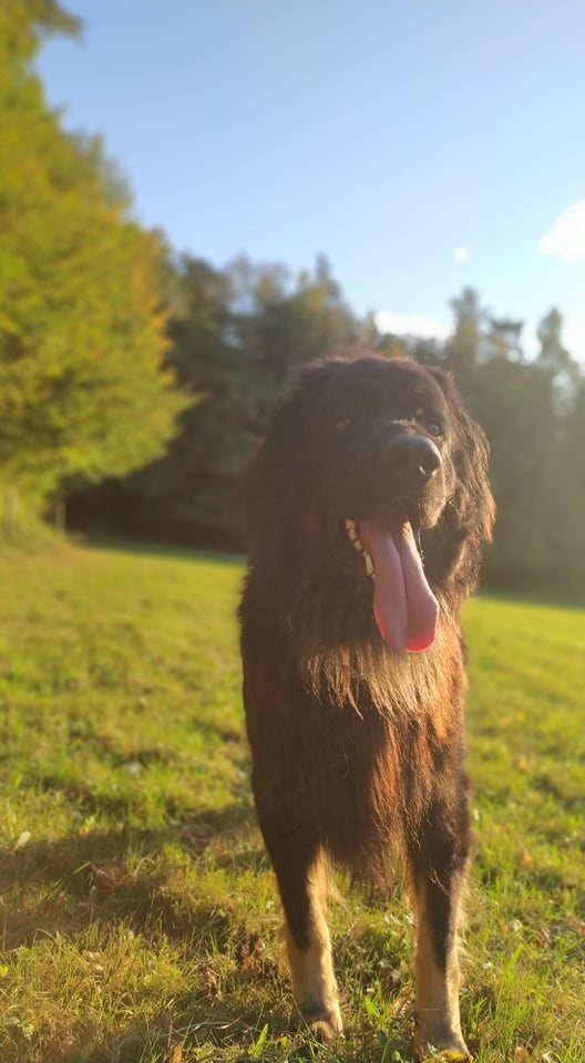 Pes hovawart ke krytí