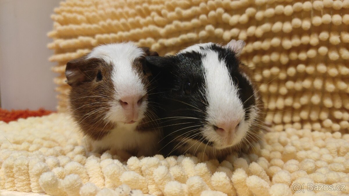 Morče - morčata - krásná morčátka z Moravy