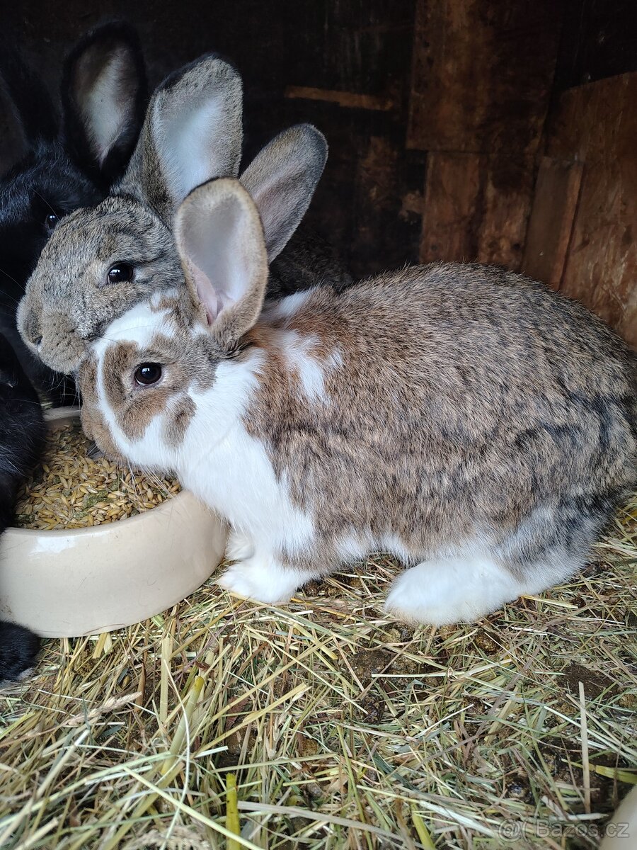 Králíci - samice
