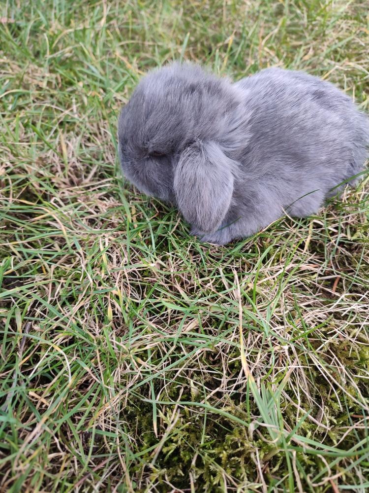 Zakrslý králíček beránek