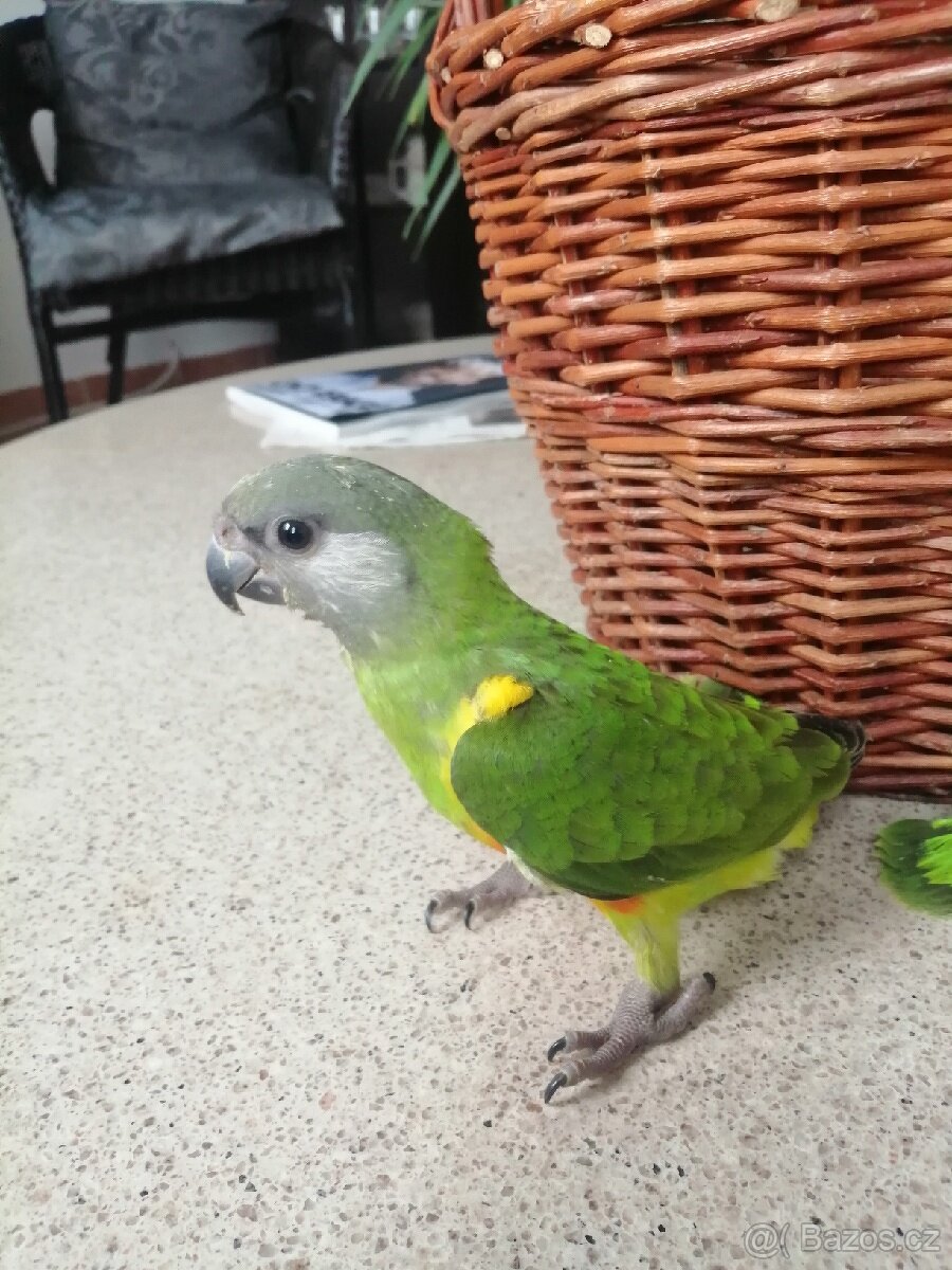 Papoušek senegalsky